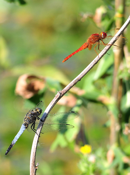 Tre Odonata da confermare